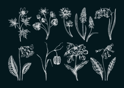 Spring flower sketches. Hand-drawn botanical set with wildflowers. Cowslip, bluebell, grape hyacinth, hellebore, fritillary, winter aconite floral drawings. Floral illustrations on chalkboard